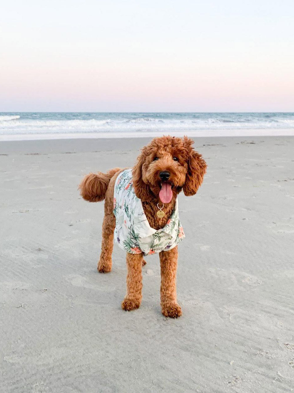 Sail Away BBQ Shirt (Dog & Kid Sizes Only)